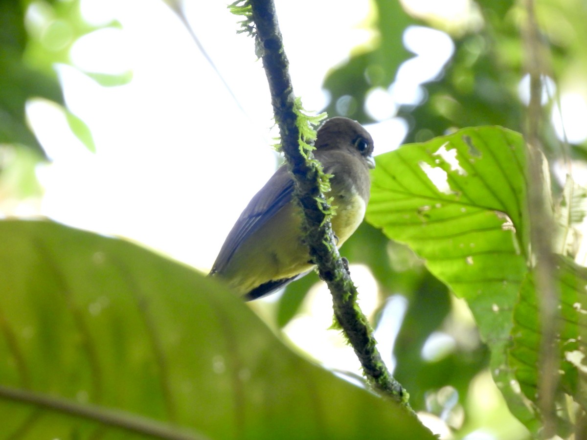 Graceful Black-throated Trogon - ML645260436