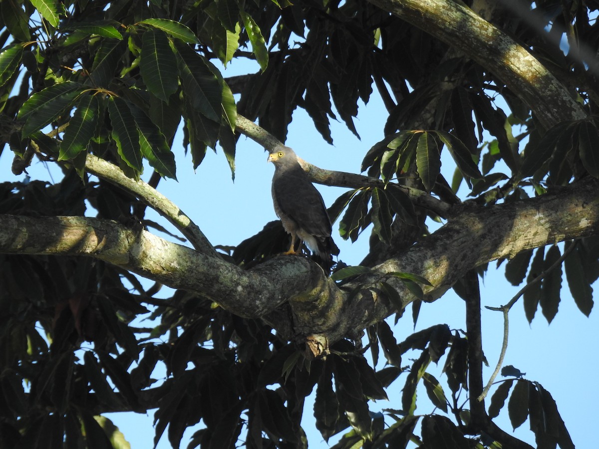 Yol Şahini - ML645260437