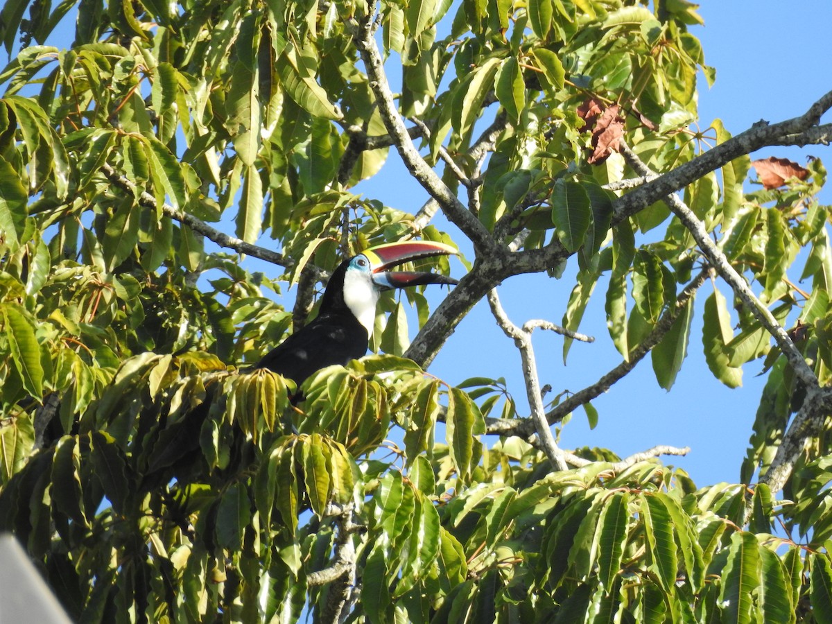 White-throated Toucan - ML645260443