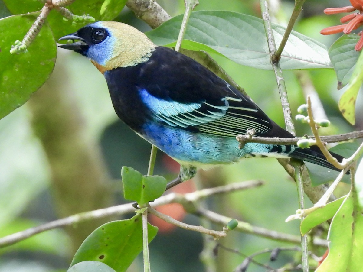 Golden-hooded Tanager - ML645260471