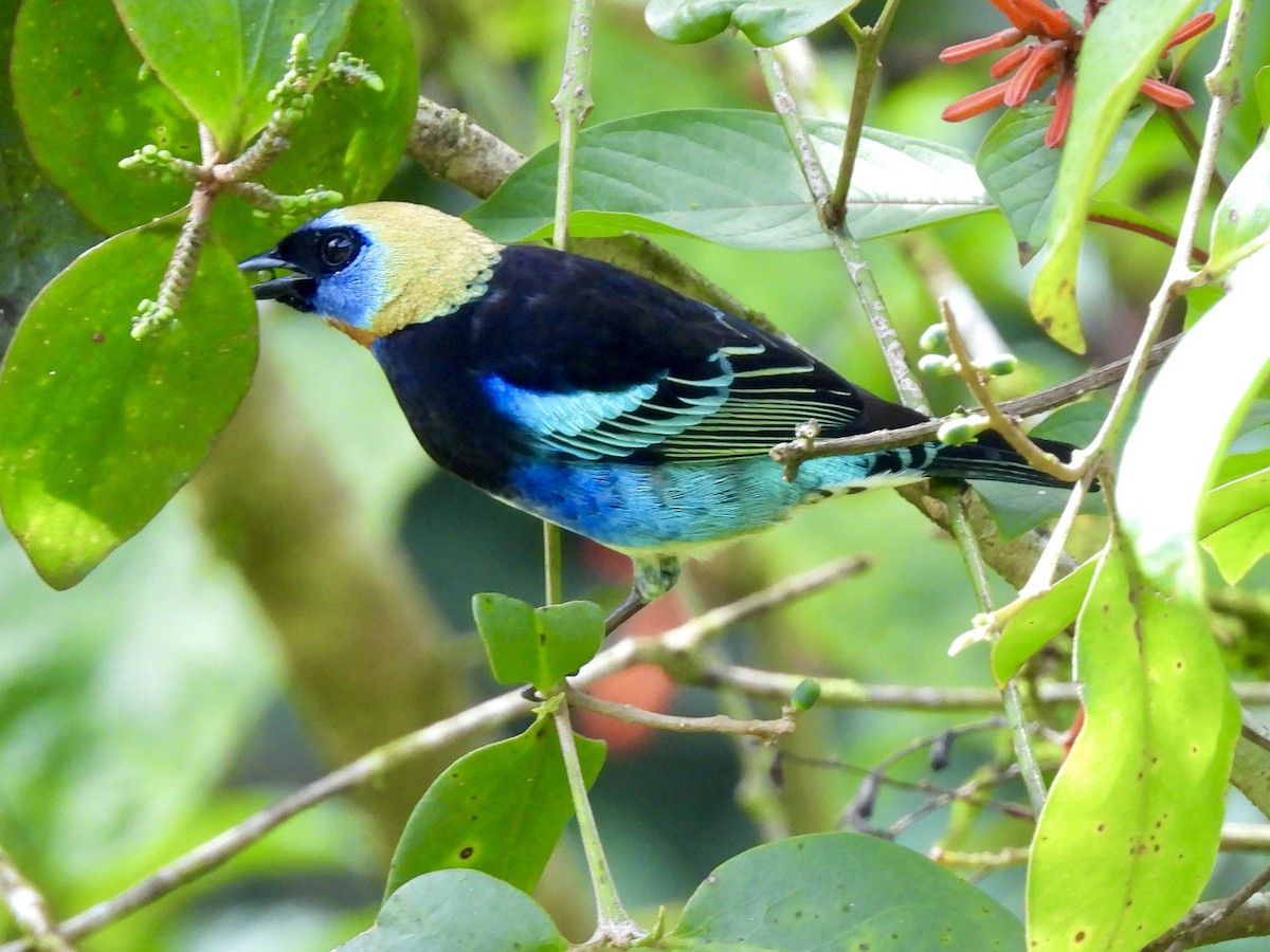 Golden-hooded Tanager - ML645260472