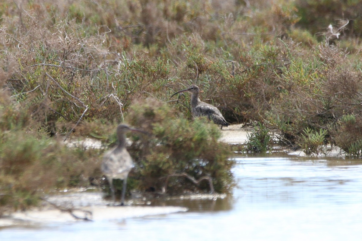 大杓鷸 - ML645260501