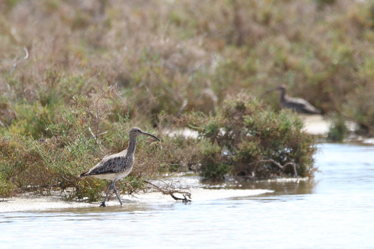 大杓鷸 - ML645260502