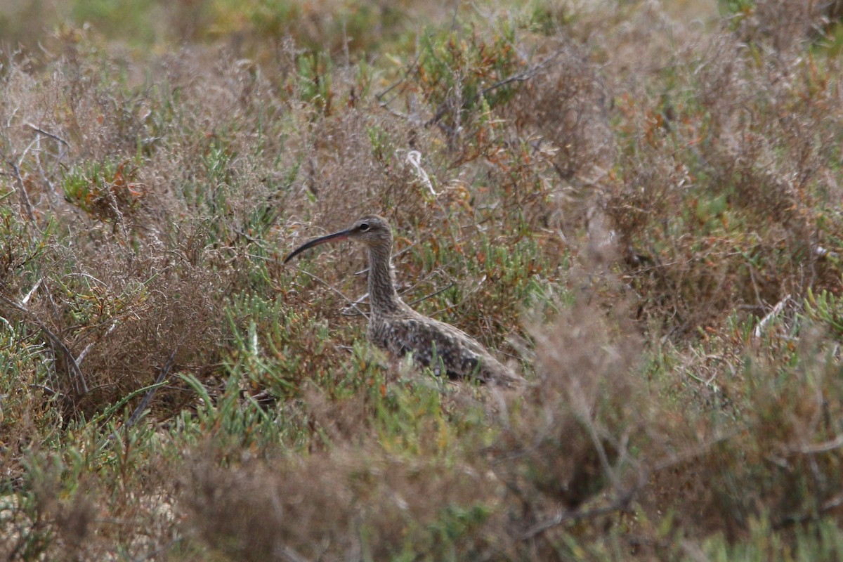 大杓鷸 - ML645260503