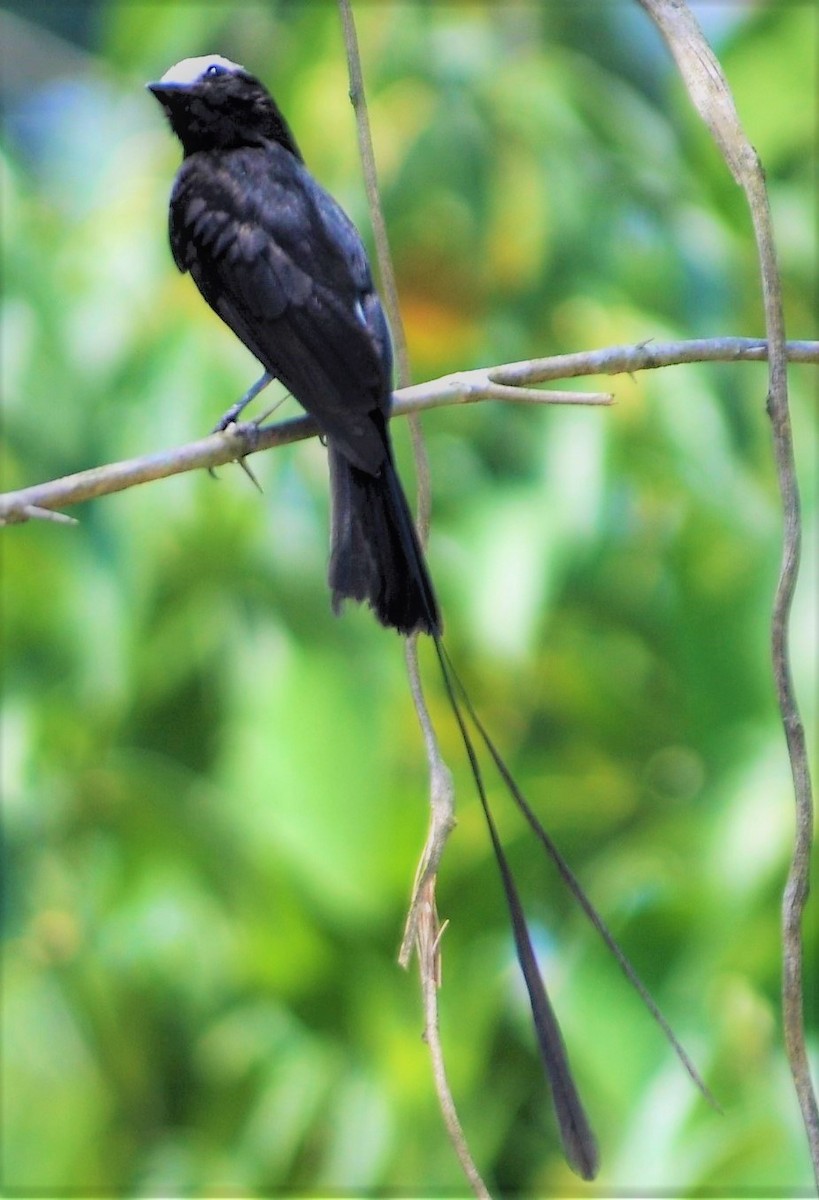 Long-tailed Tyrant - ML645260532