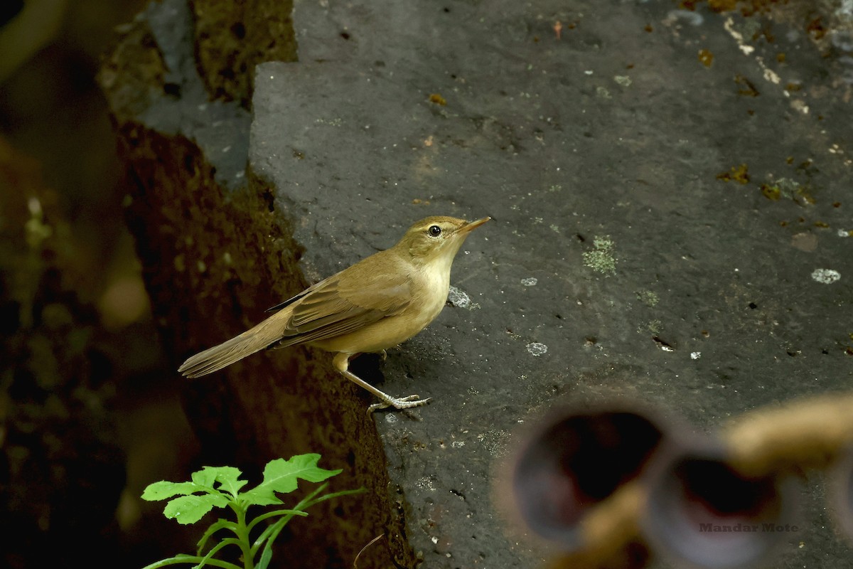 Blyth's Reed Warbler - ML645260536