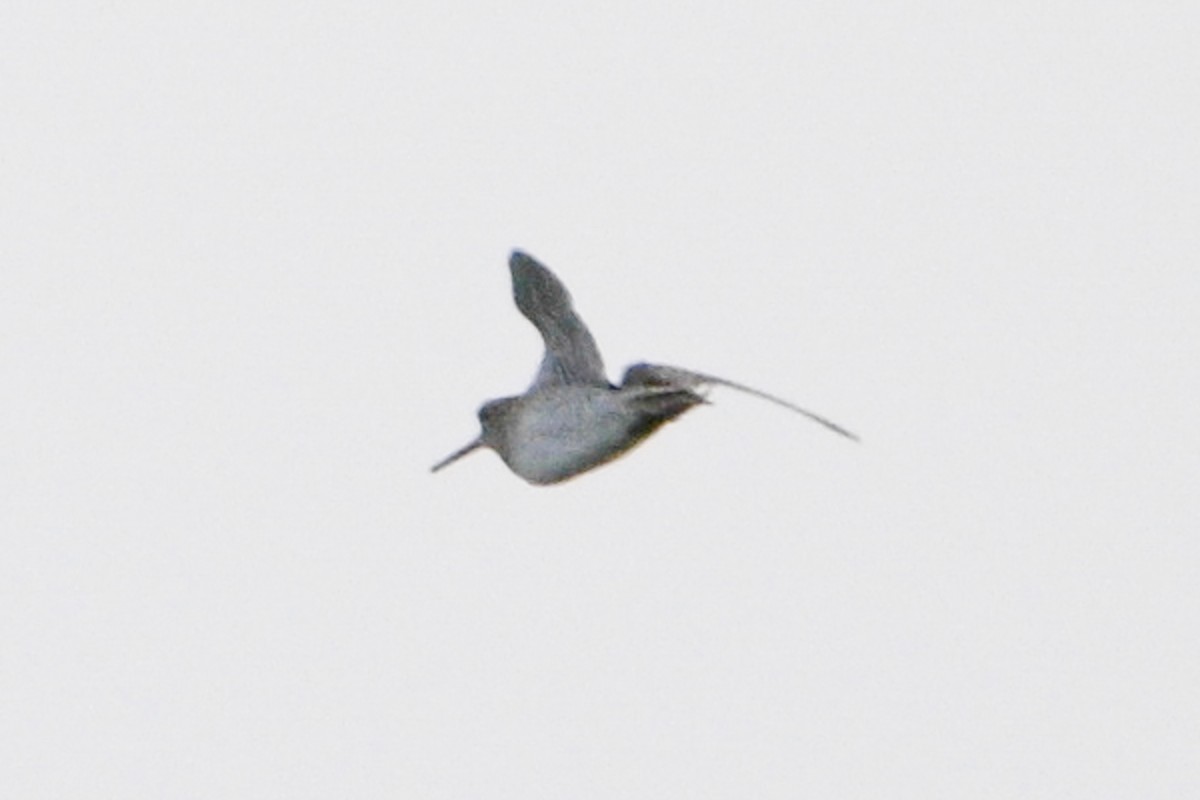 ハリオシギ - ML645260540