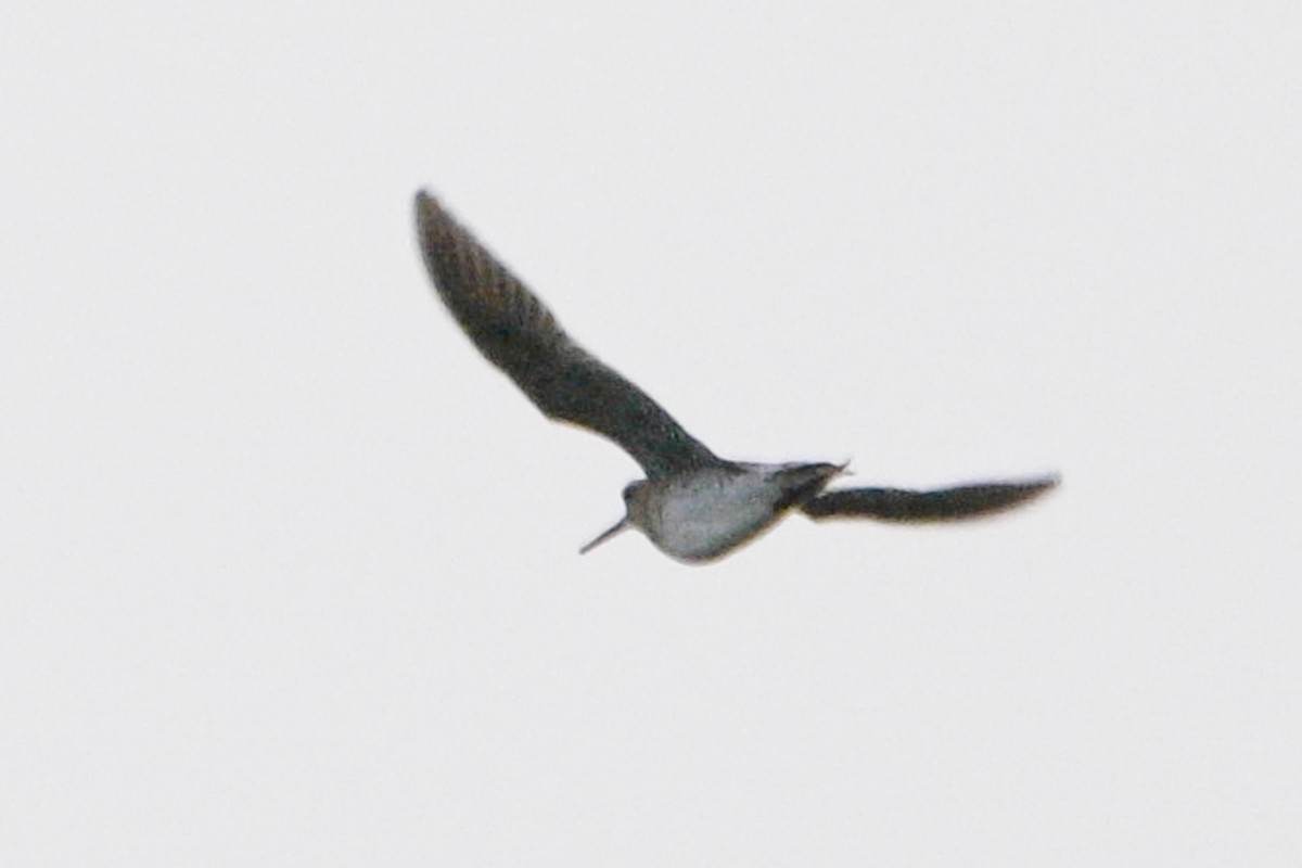 ハリオシギ - ML645260541