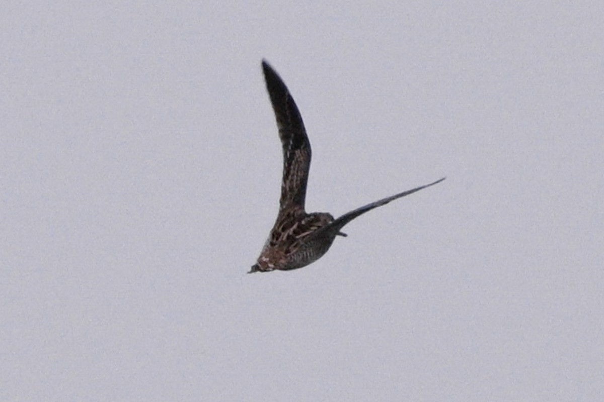 ハリオシギ - ML645260544