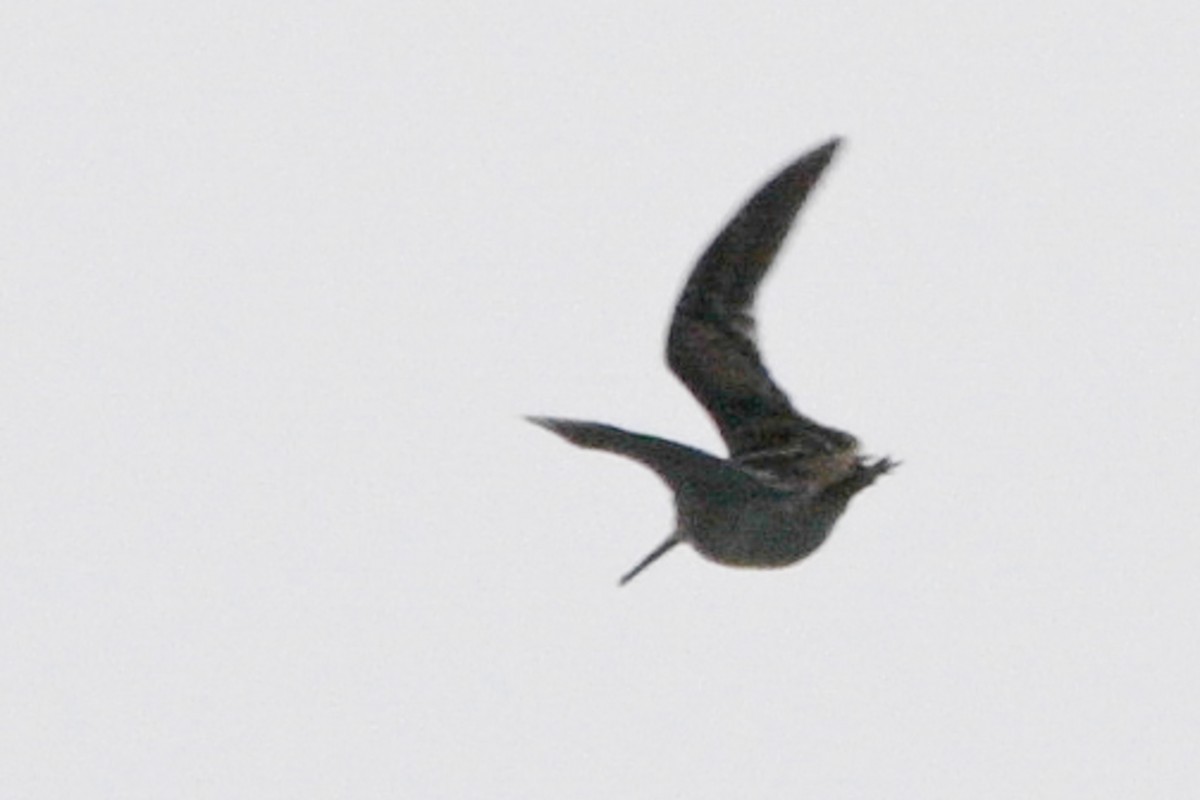 ハリオシギ - ML645260547