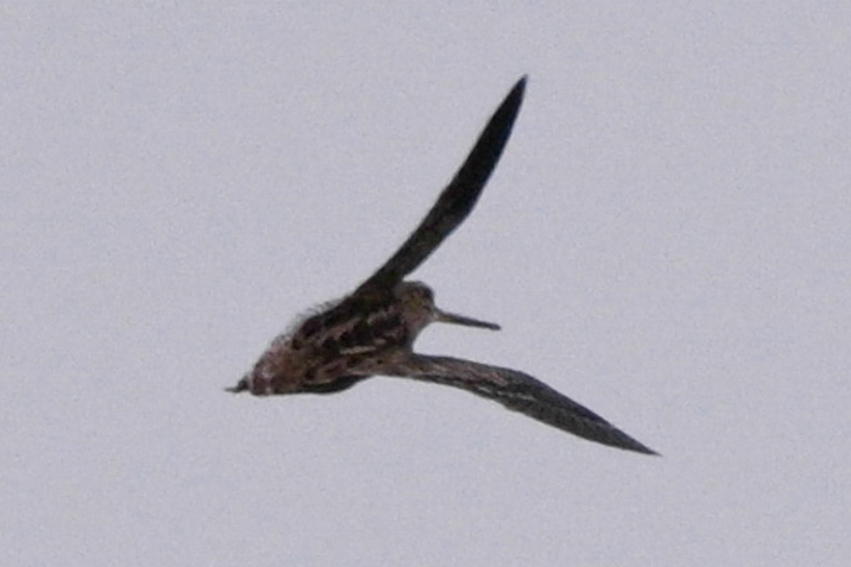 ハリオシギ - ML645260549