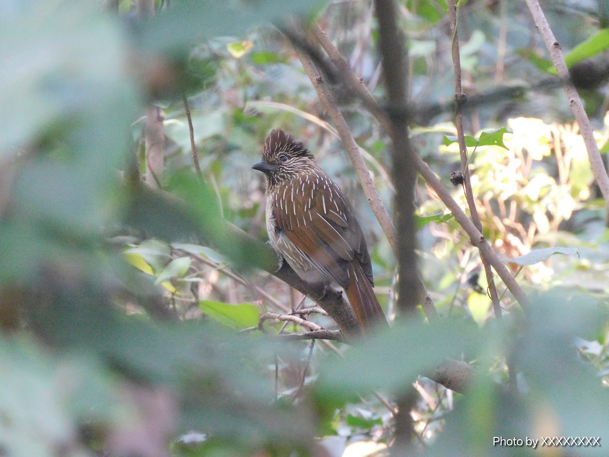 Striated Laughingthrush - ML645260560