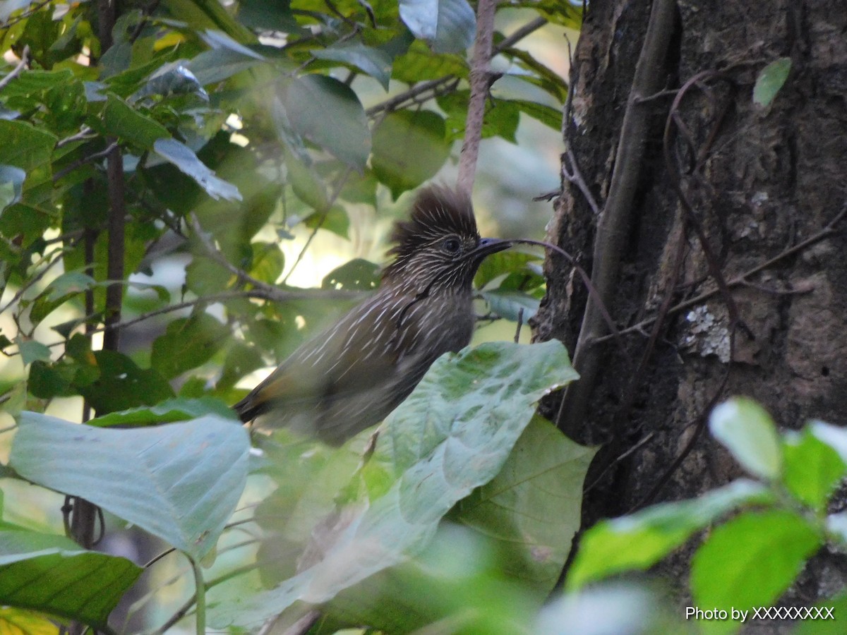 Striated Laughingthrush - ML645260561