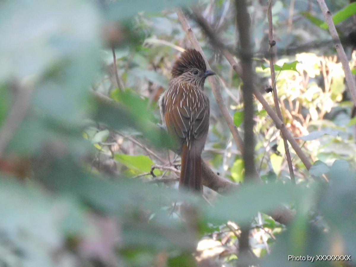 Striated Laughingthrush - ML645260562