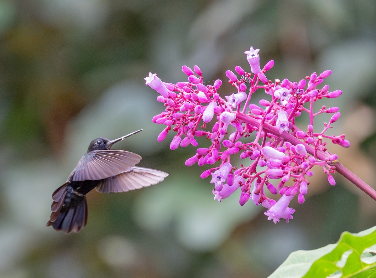Blue-fronted Lancebill - ML645260567