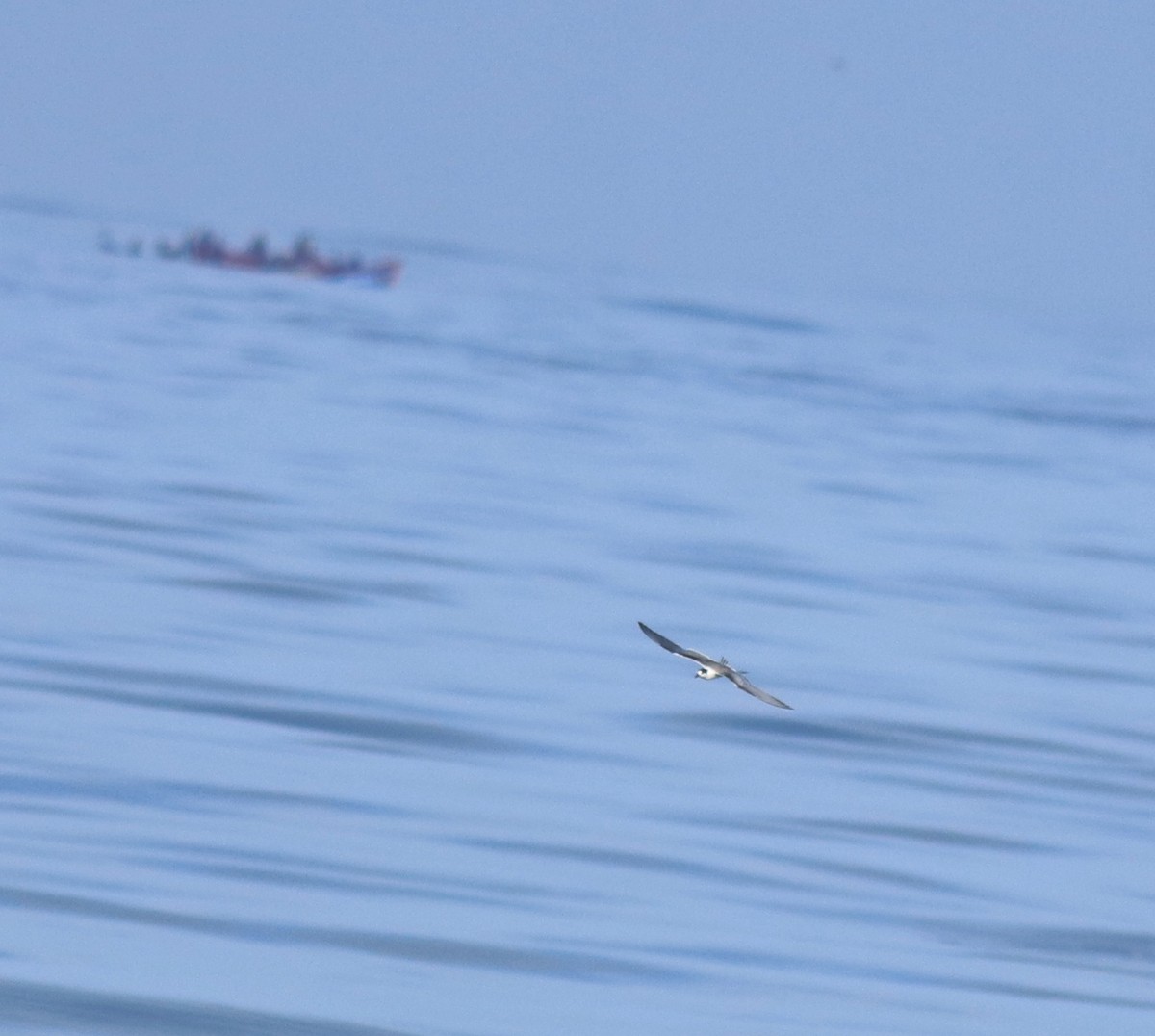 Common Tern - ML645260568