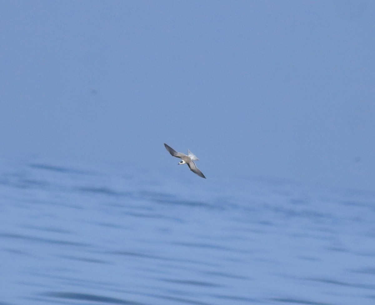 Common Tern - ML645260569