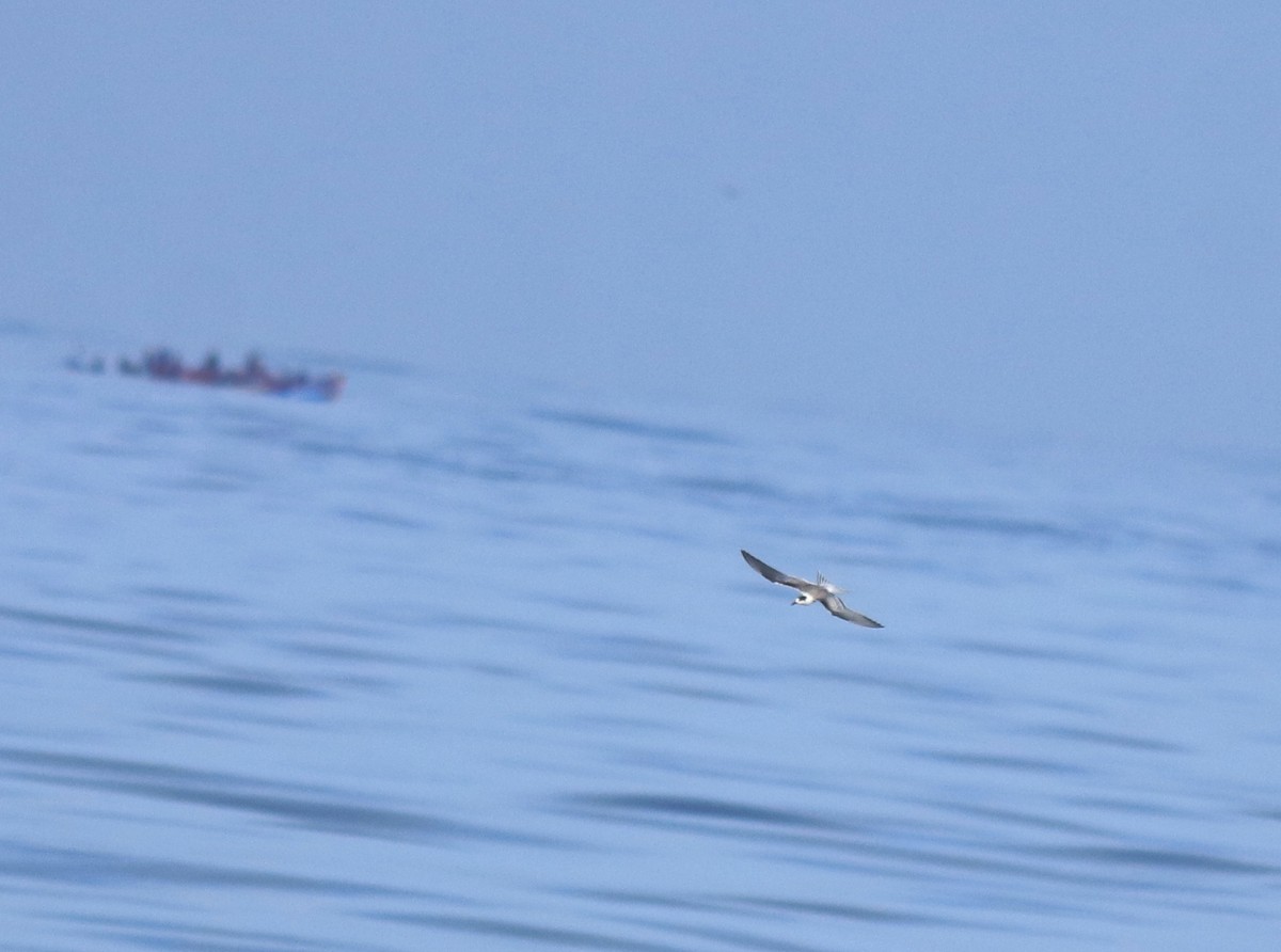 Common Tern - ML645260570