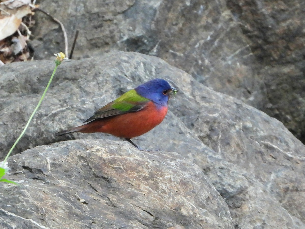Painted Bunting - ML645260573