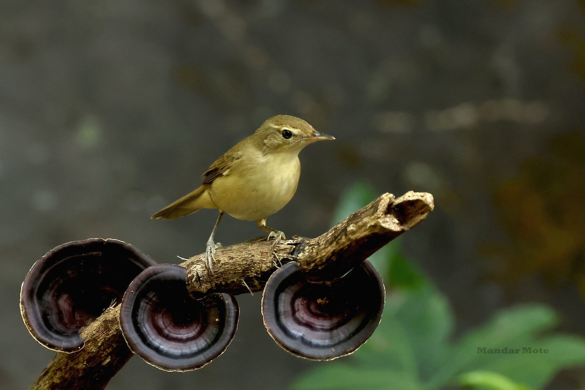Blyth's Reed Warbler - ML645260583