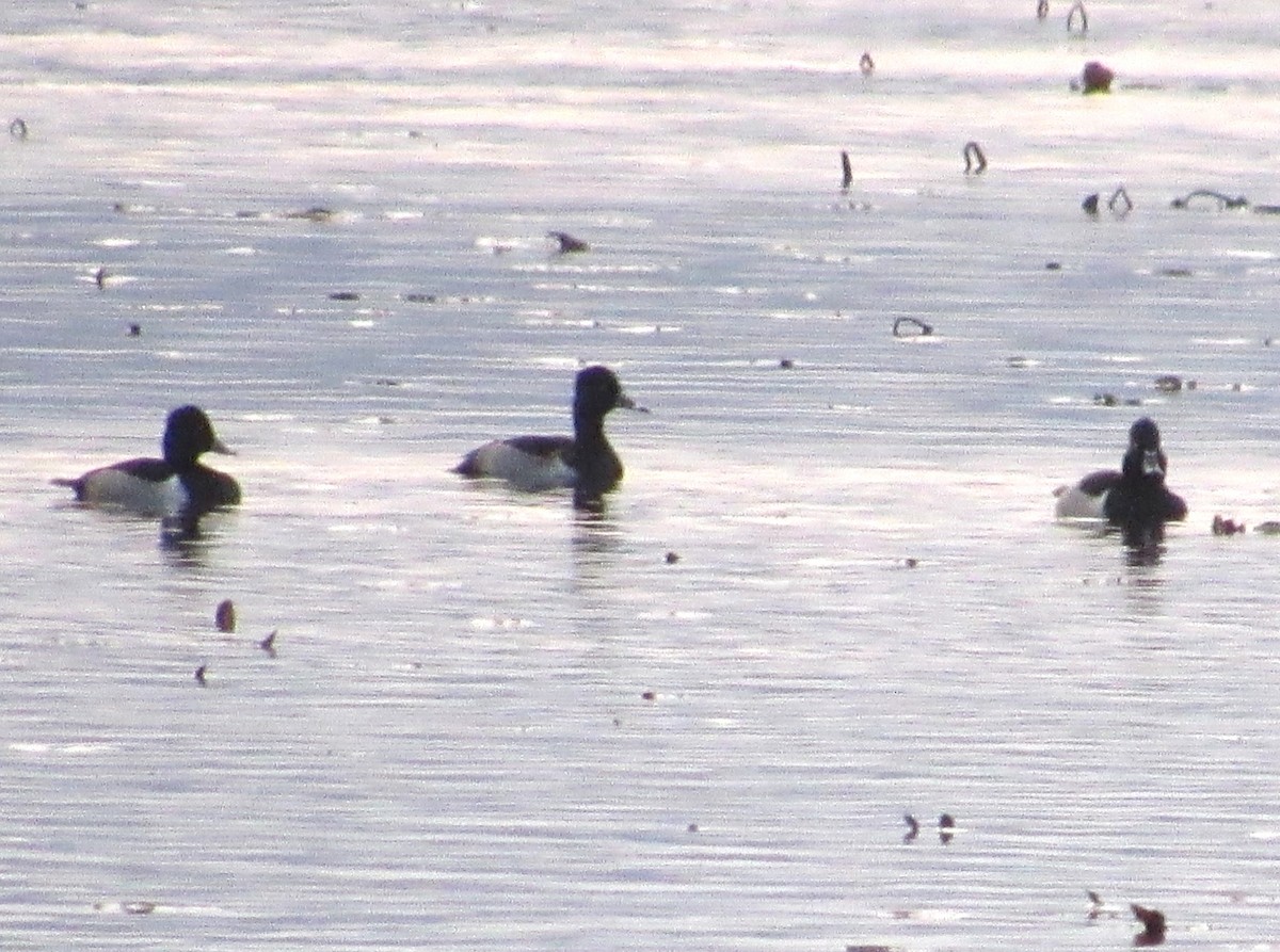 Ring-necked Duck - ML645260585