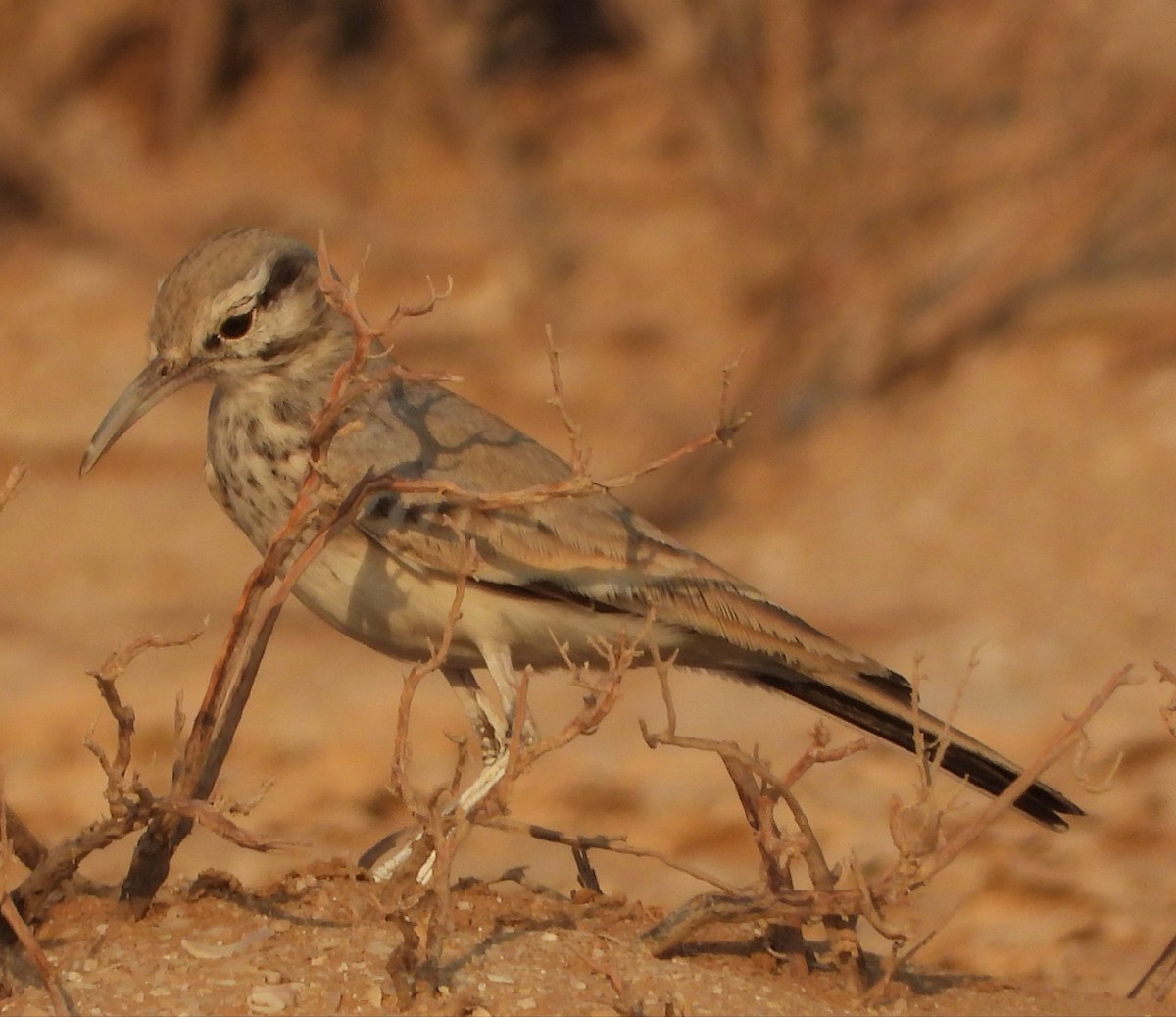 Greater Hoopoe-Lark - ML645260587