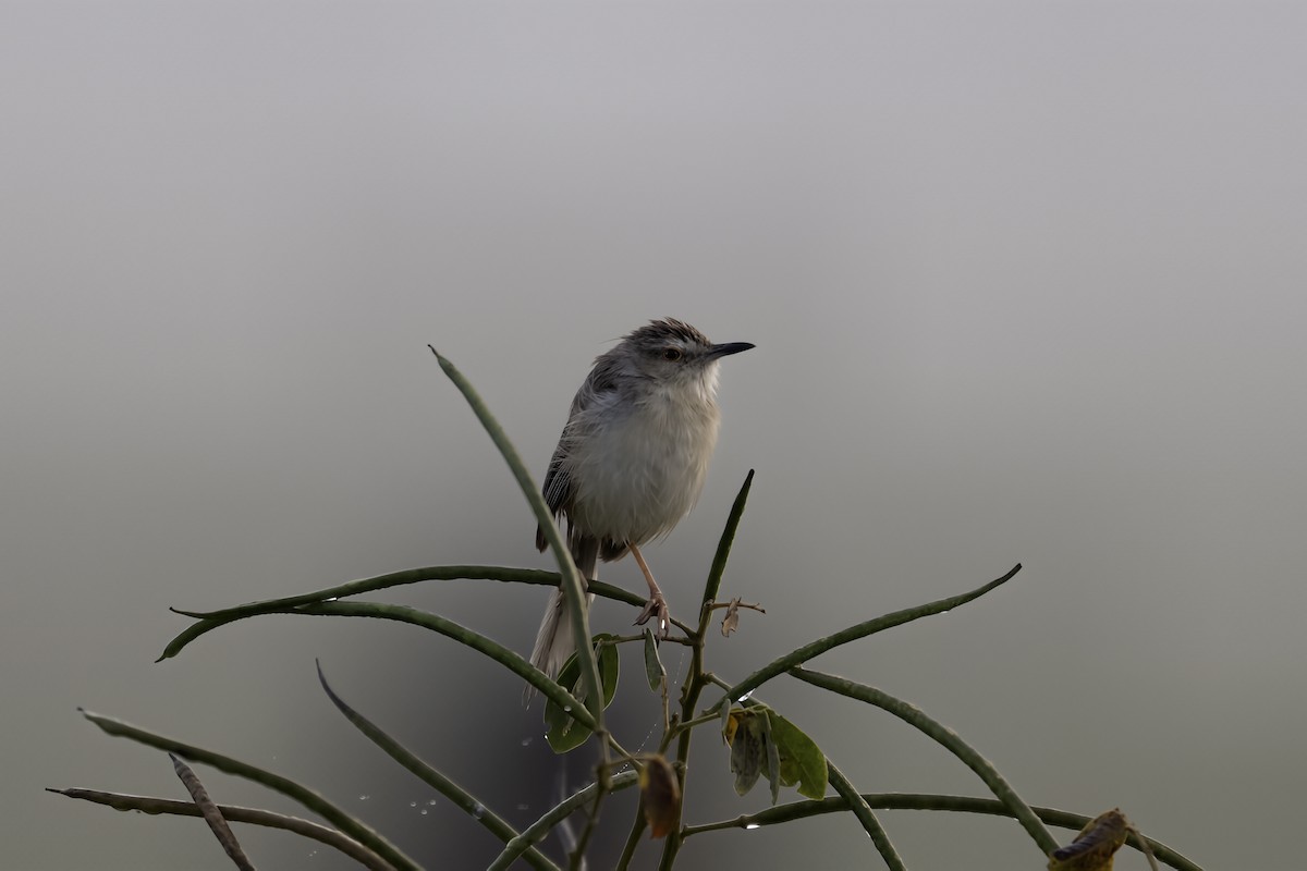 Plain Prinia - ML645260588