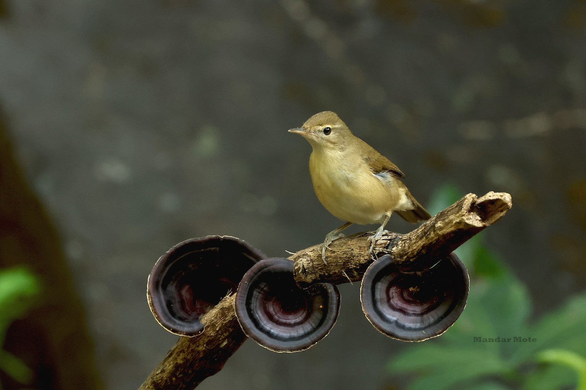 Blyth's Reed Warbler - ML645260591
