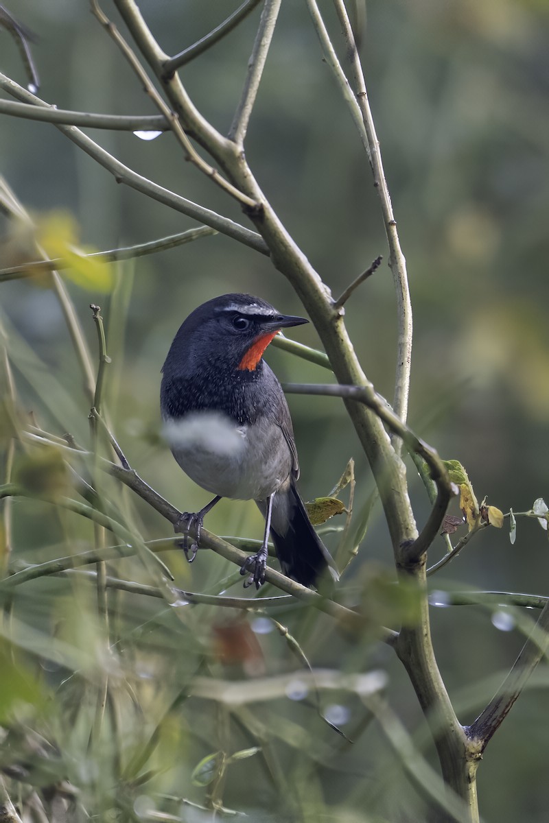 Himalayan Rubythroat - ML645260600