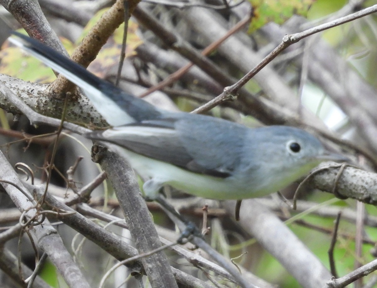 Blue-gray Gnatcatcher - ML645260601