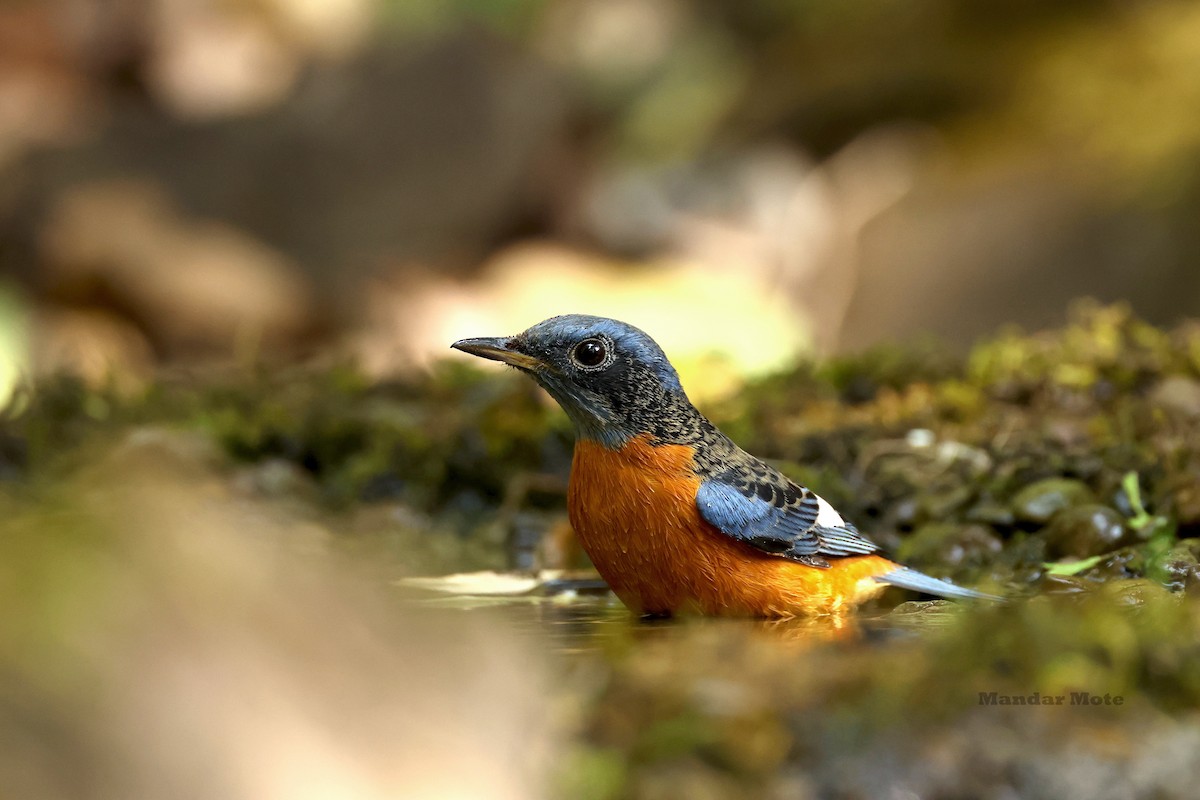 Blue-capped Rock-Thrush - ML645260608