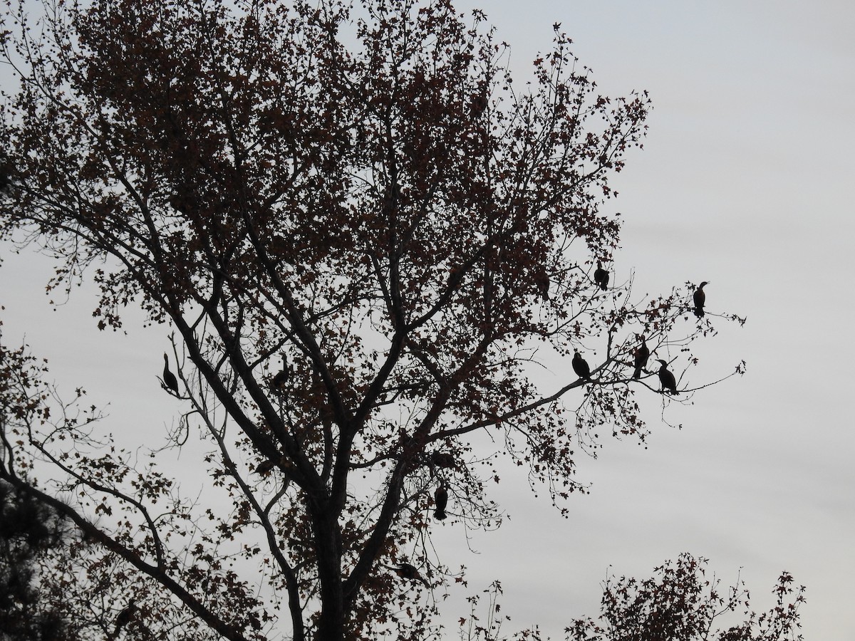 Cormoran à aigrettes - ML645260616