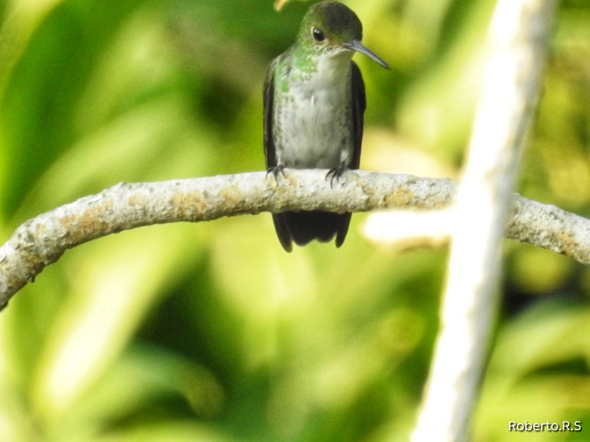 Azure-crowned Hummingbird - ML645260623