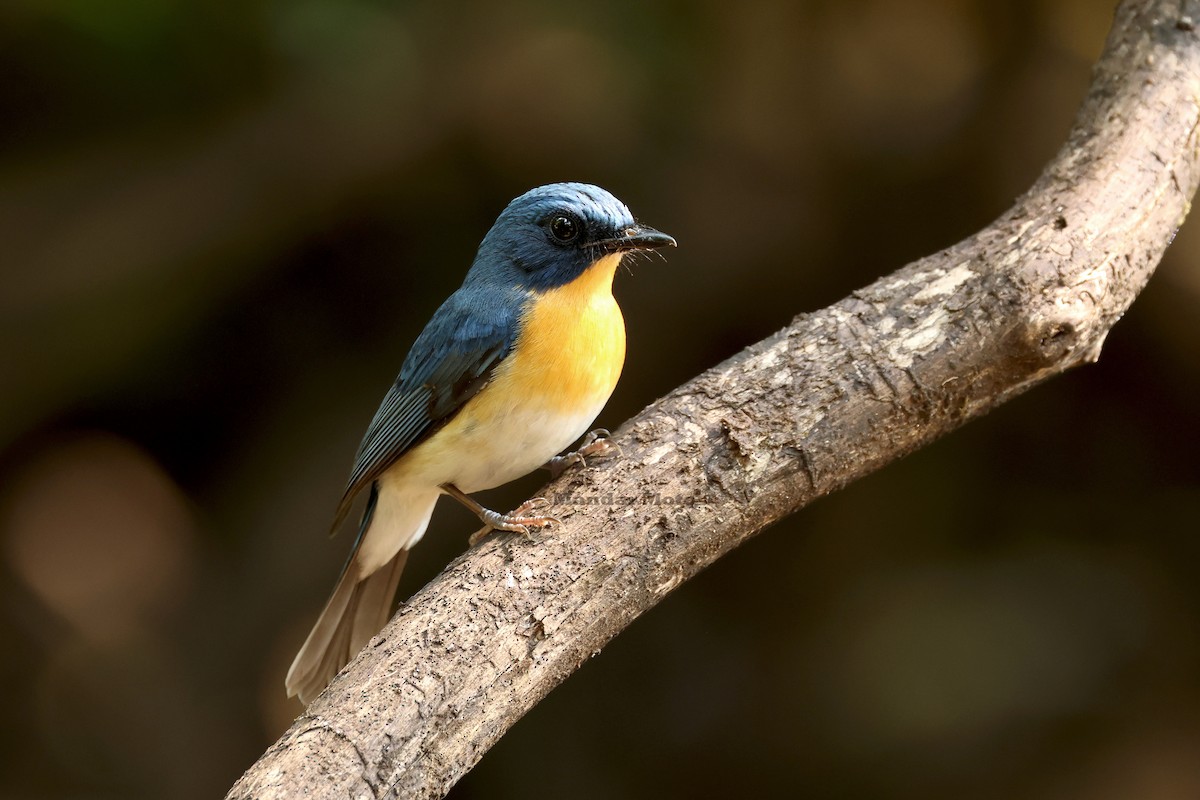 Tickell's Blue Flycatcher - ML645260624