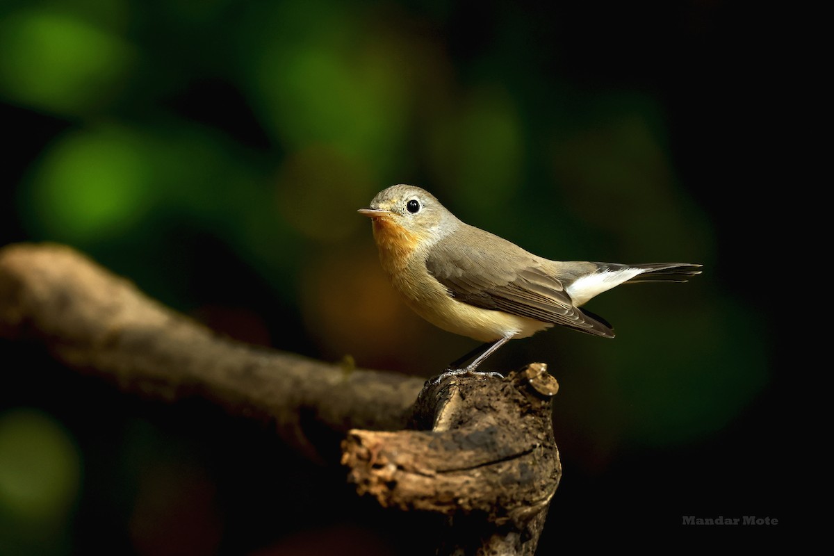 Red-breasted Flycatcher - ML645260640