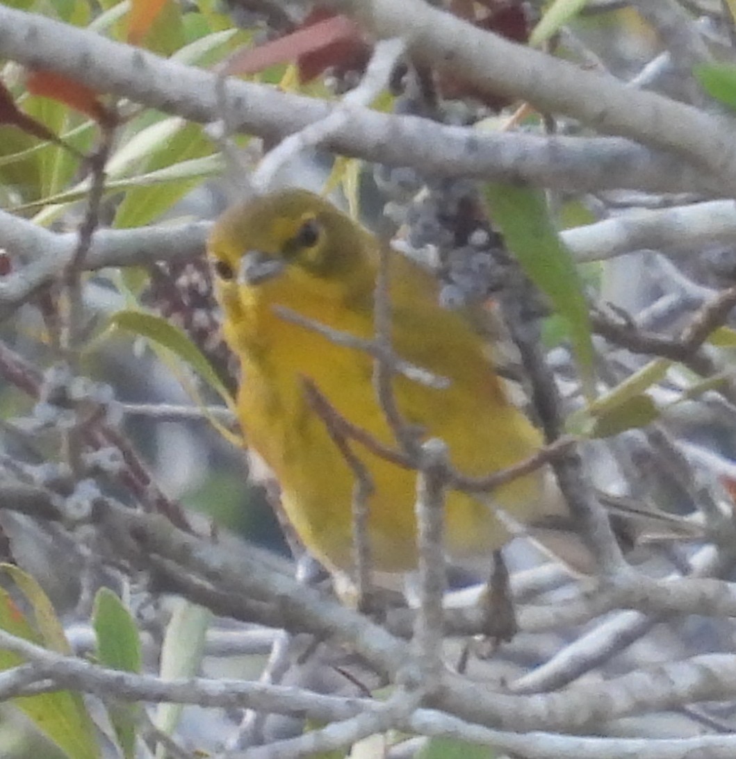 Pine Warbler - ML645260657