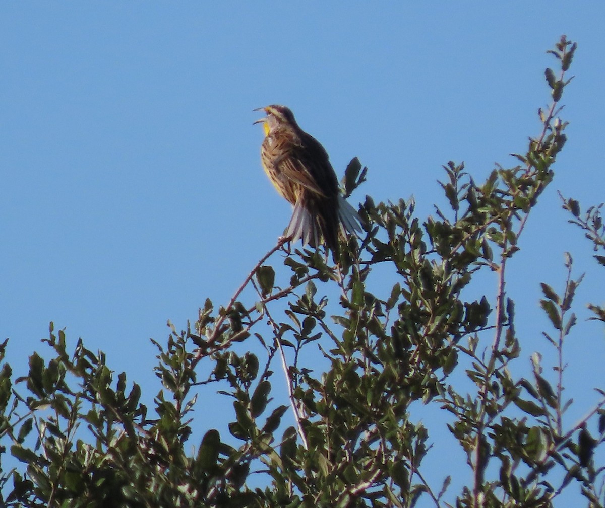 Eastern Meadowlark - ML645260666