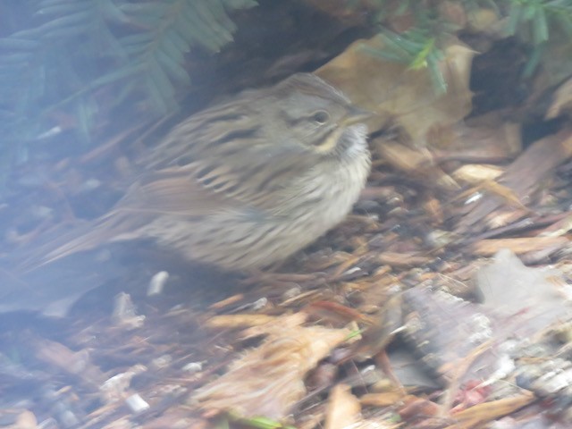 Lincoln's Sparrow - ML645260667