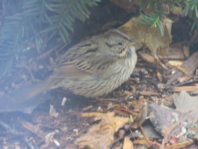 Lincoln's Sparrow - ML645260668