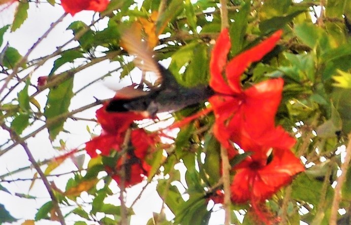 White-bellied Woodstar - ML645260670