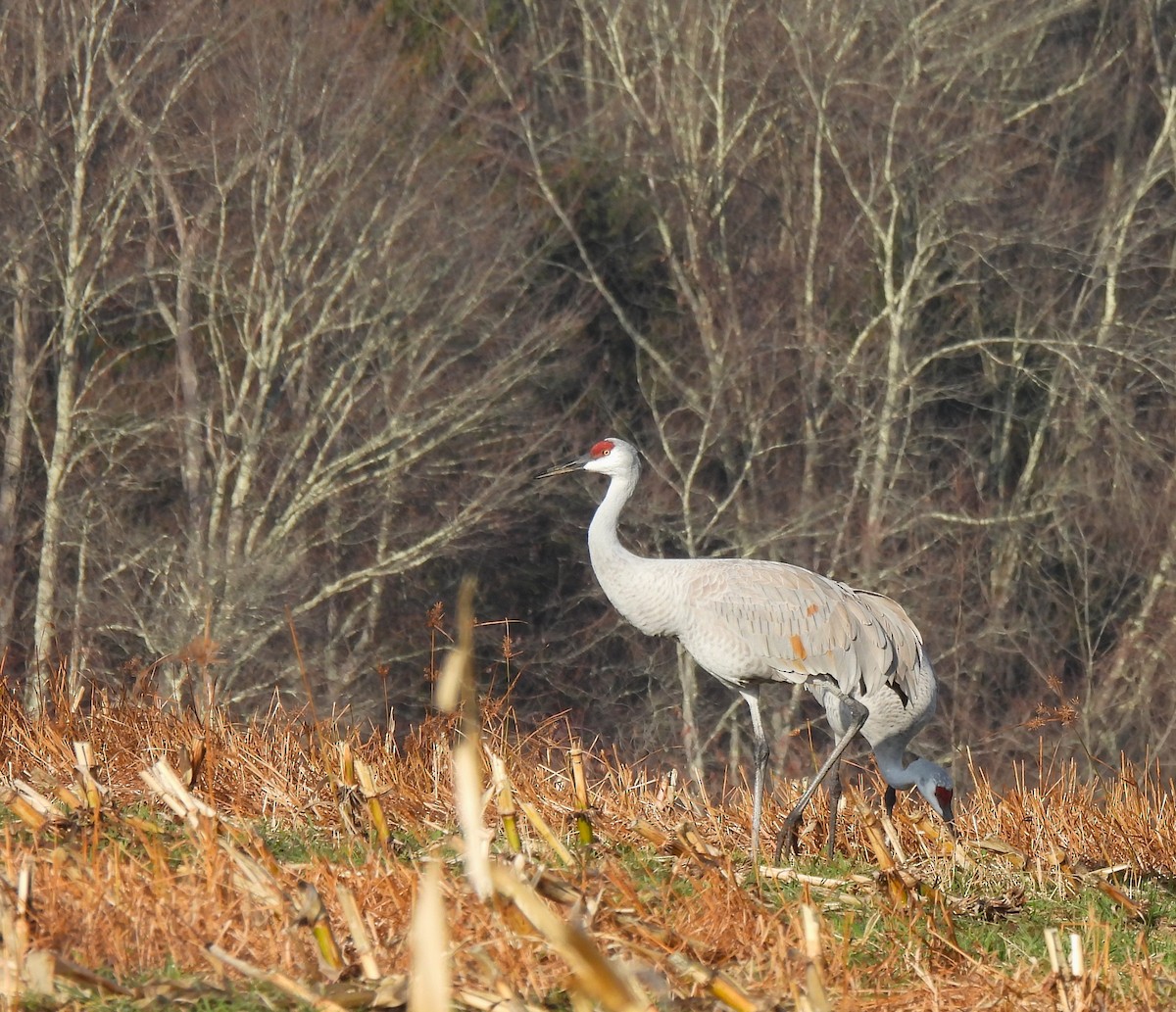 Sandhill Crane - ML645260673