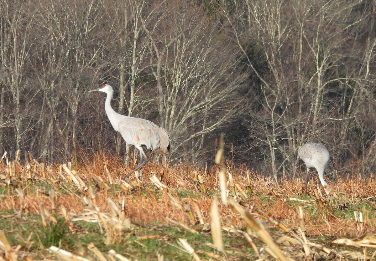 Sandhill Crane - ML645260674