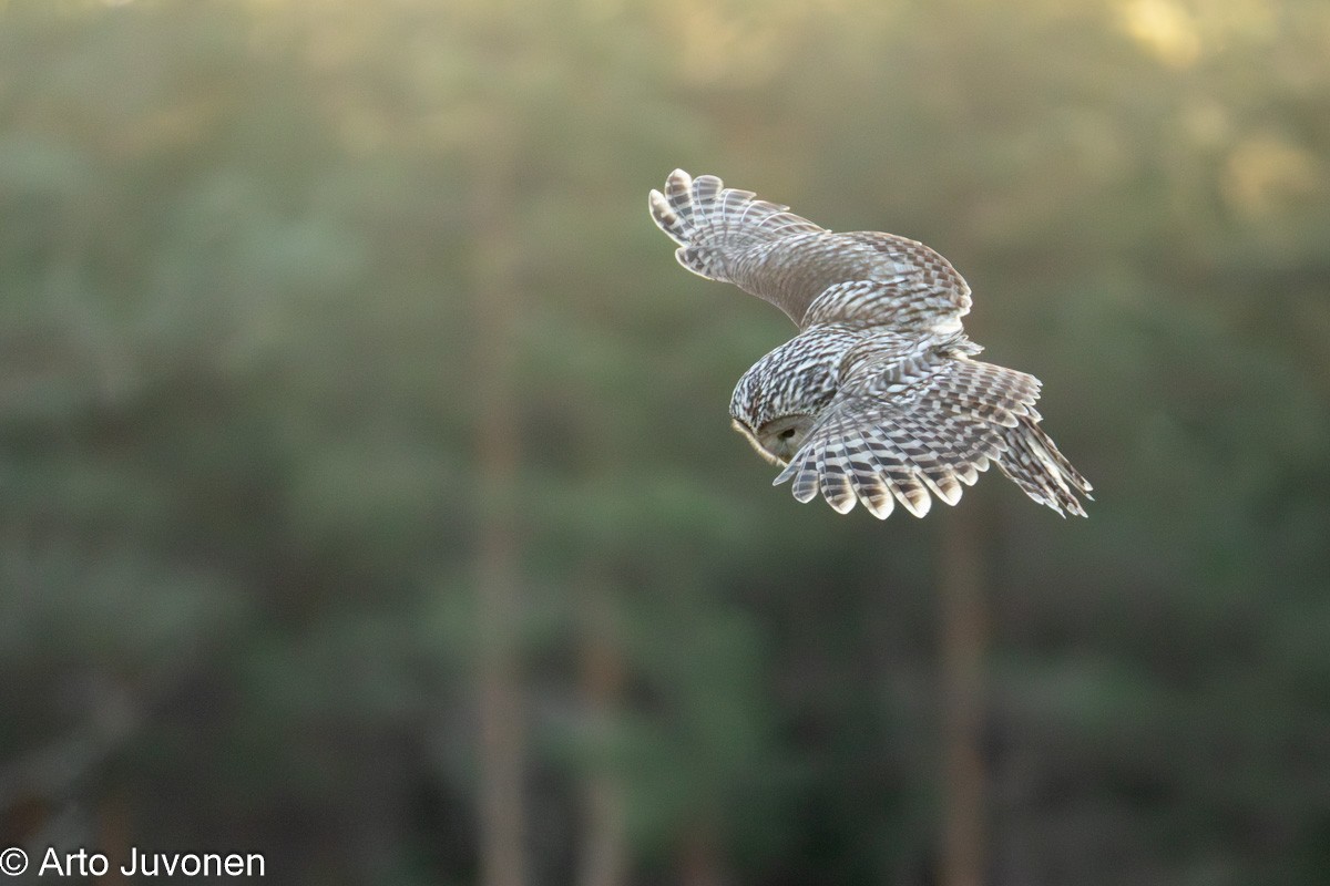 Ural Owl - ML645260676