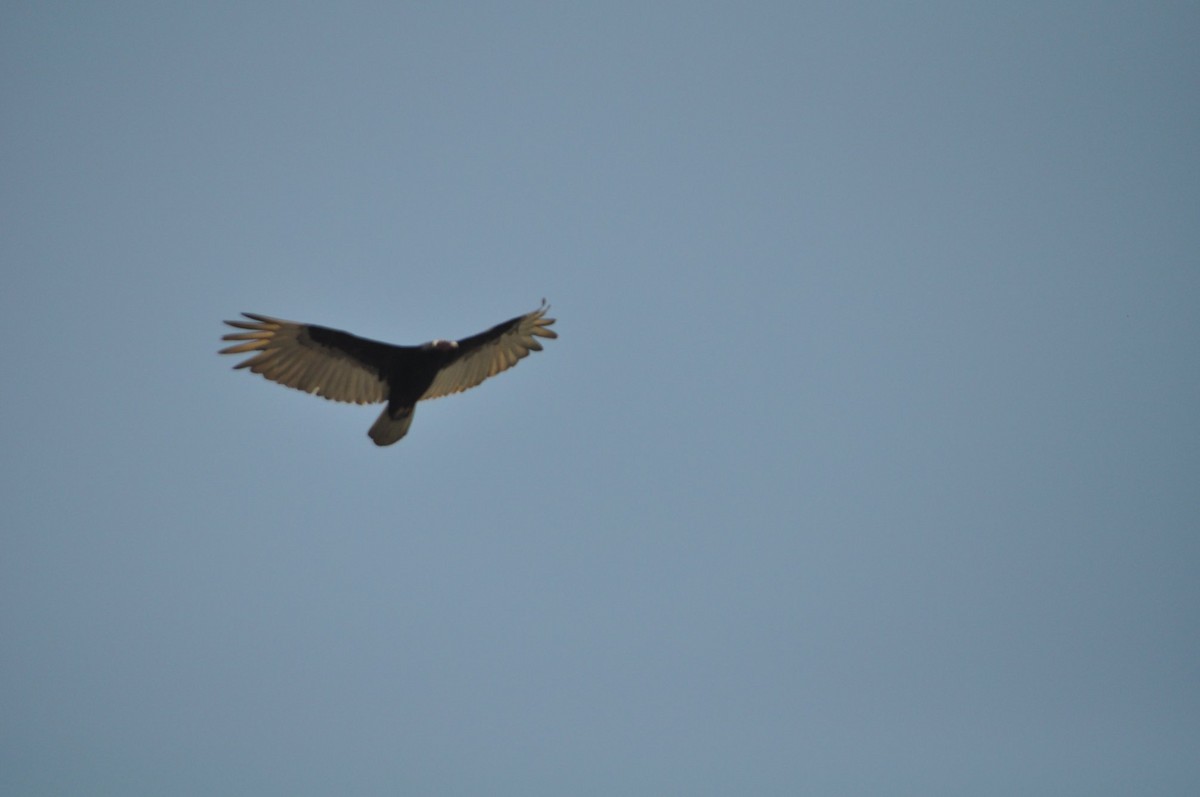 Turkey Vulture - ML645260683