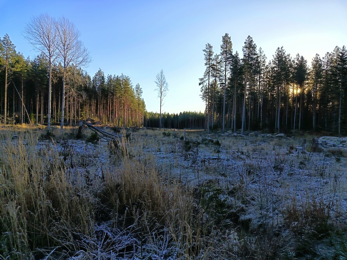 Ural Owl - ML645260684