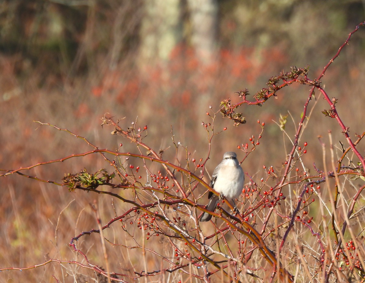 Northern Mockingbird - ML645260698
