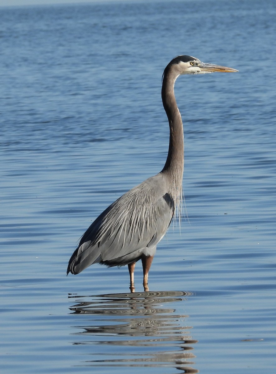 Great Blue Heron - ML645260708