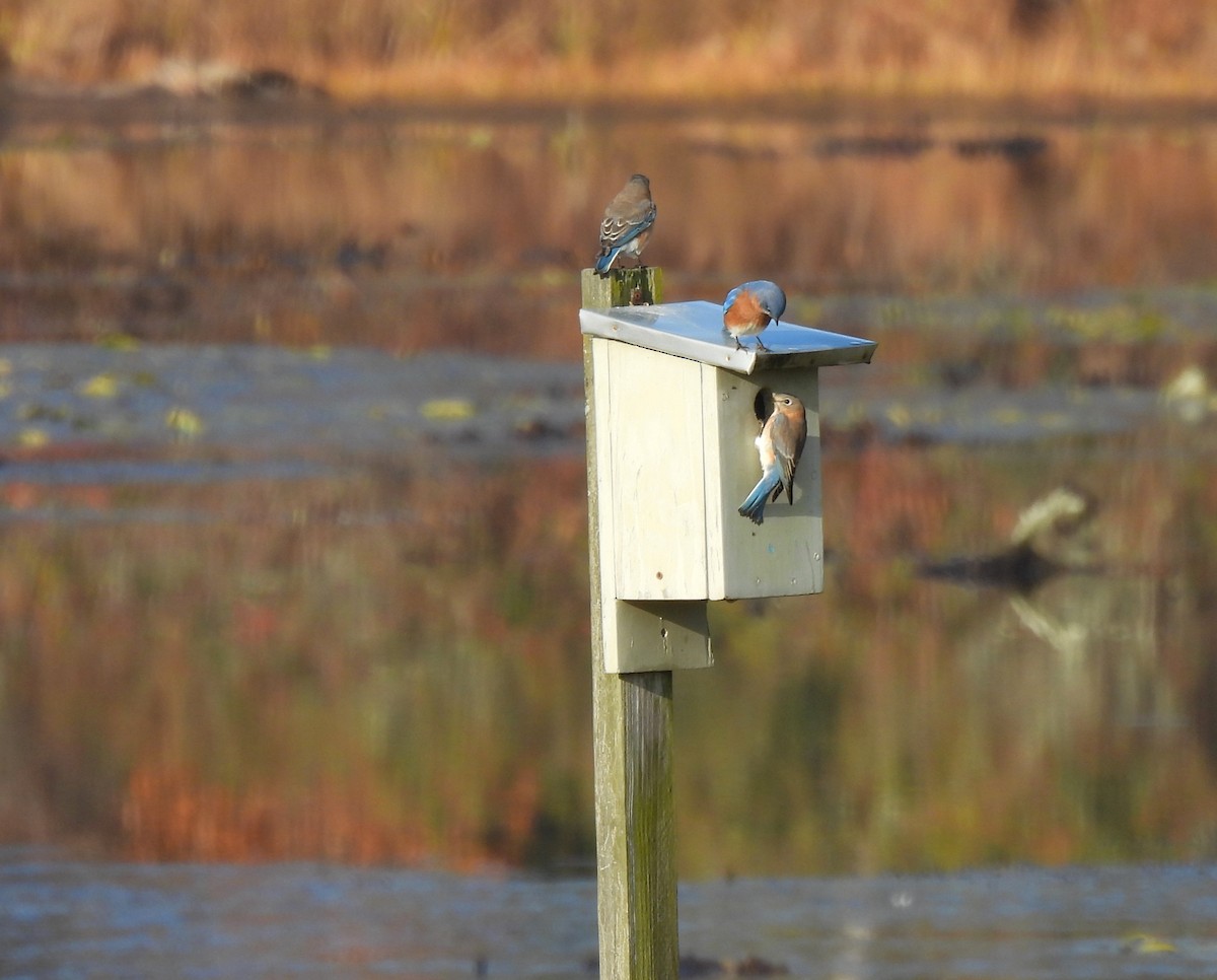 Eastern Bluebird - ML645260719