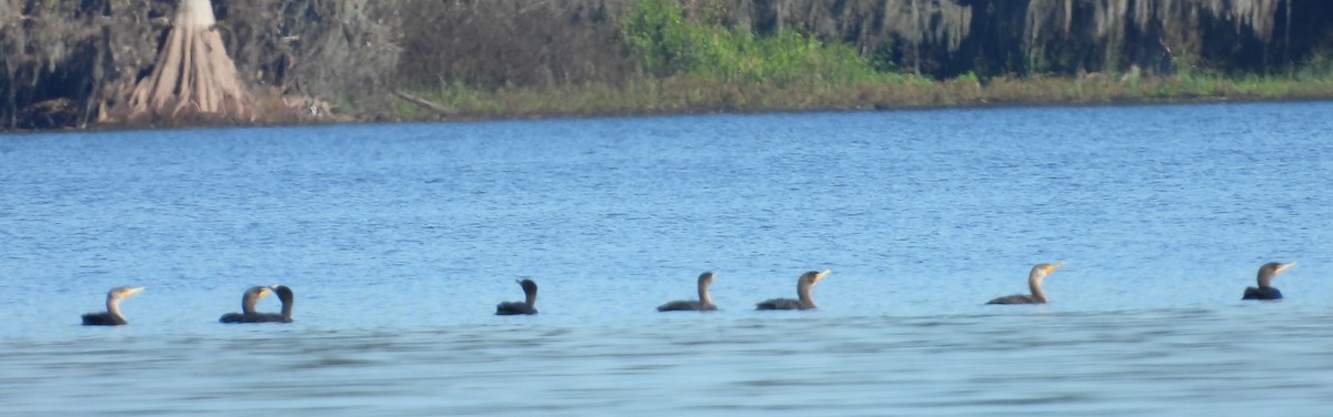 Cormoran à aigrettes - ML645260727