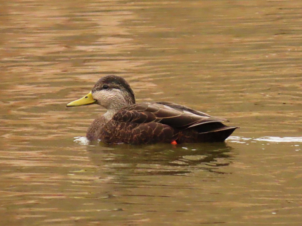 American Black Duck - ML645260733